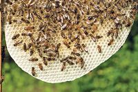 FondsGoetheanum: Die Bienen und wir